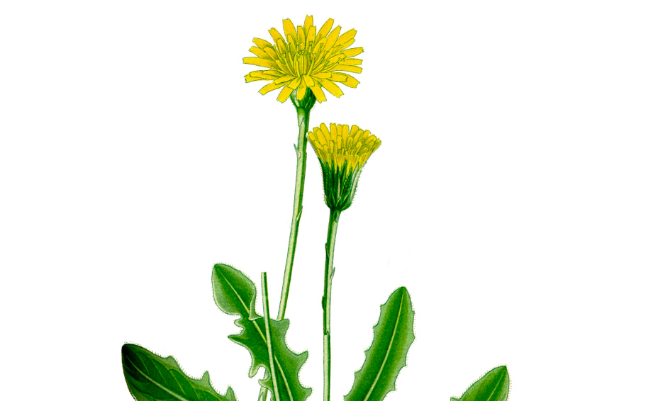 Hypochoeris_radicata