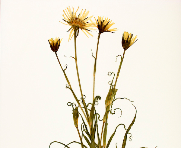 Tragopogon-pratensis-orientalis