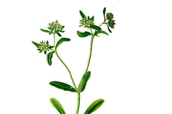 Valerianella_locusta
