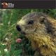 libro-marmotta