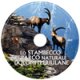 dvd-stambecco