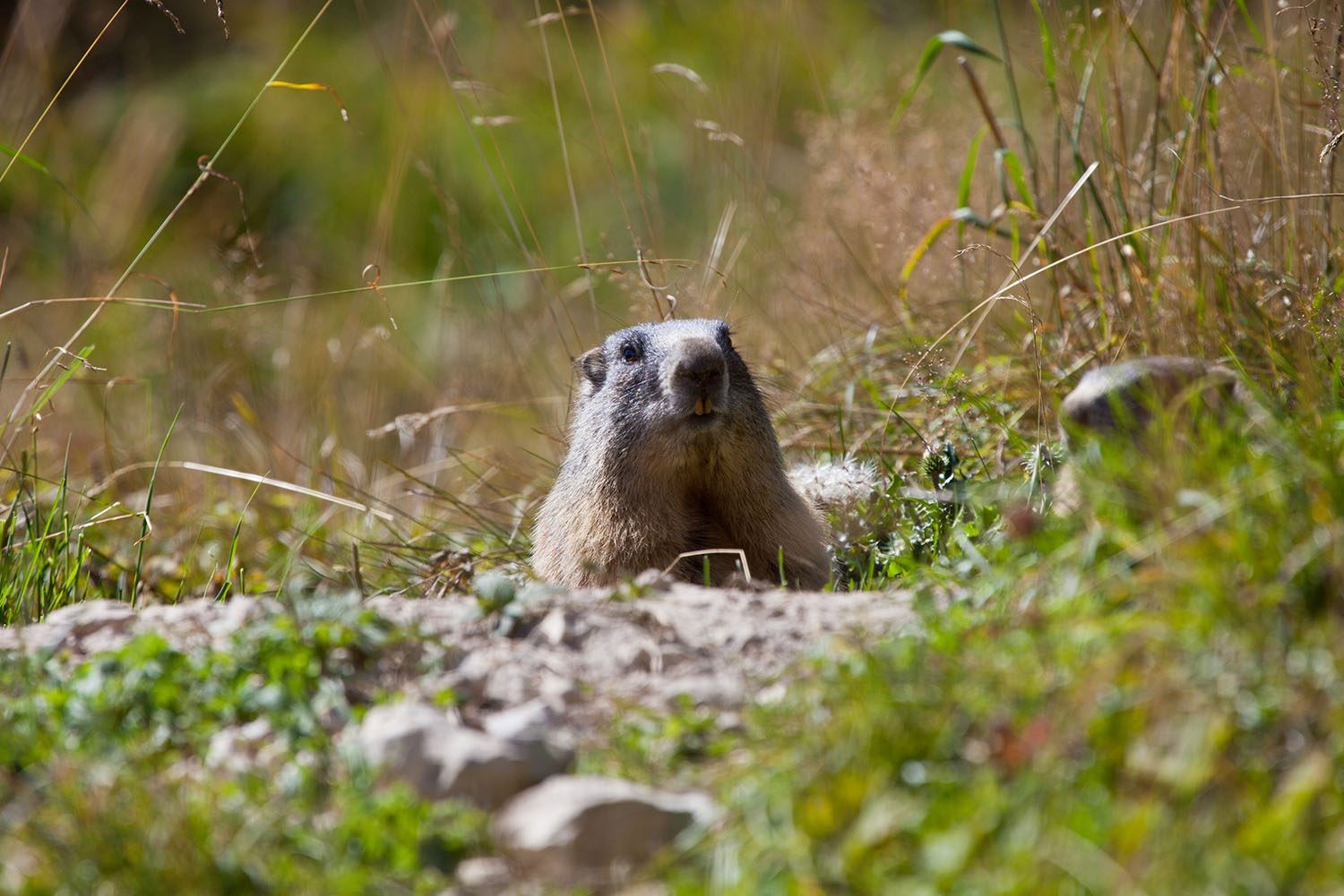 Marmotta