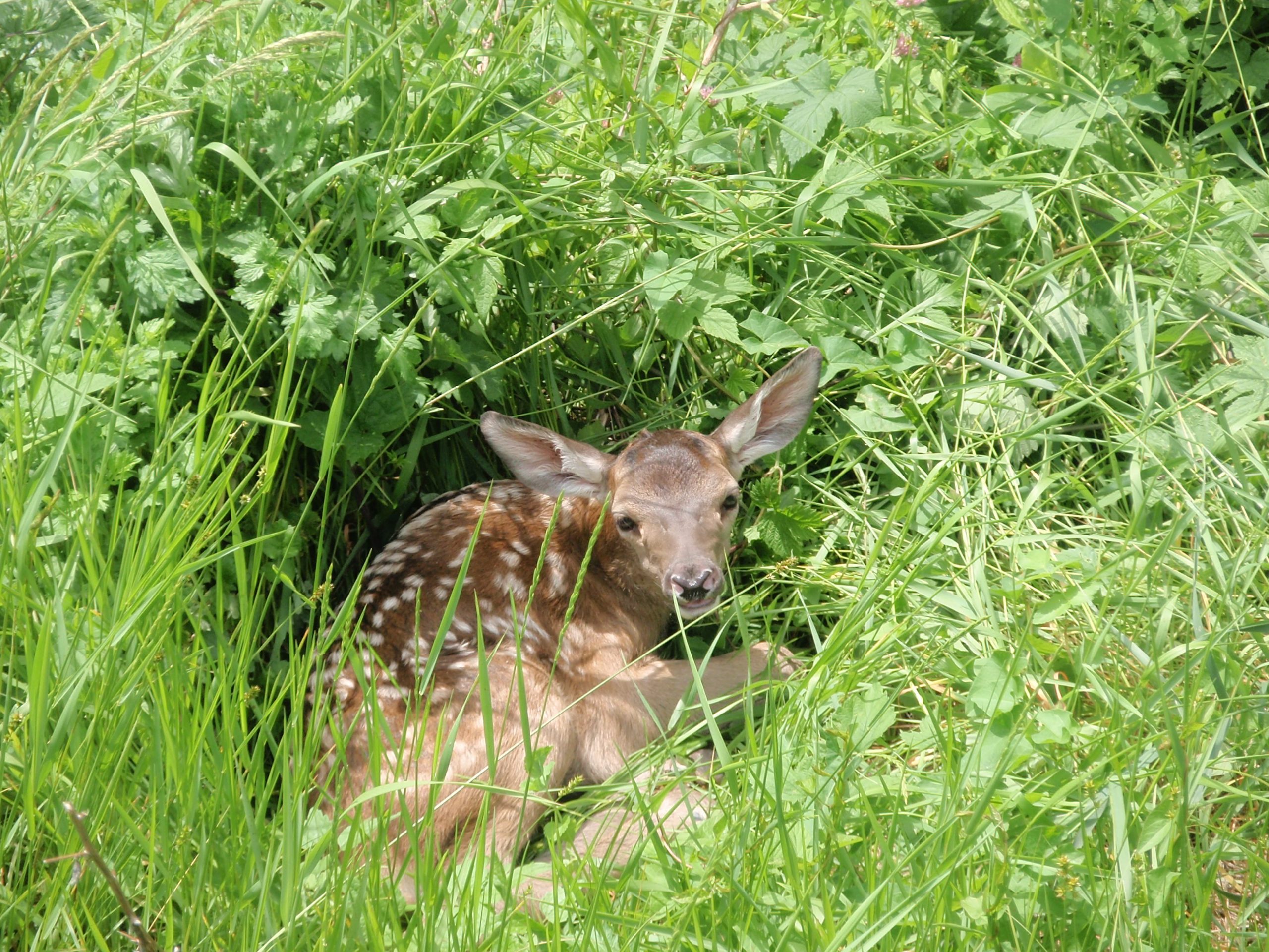 capriolo