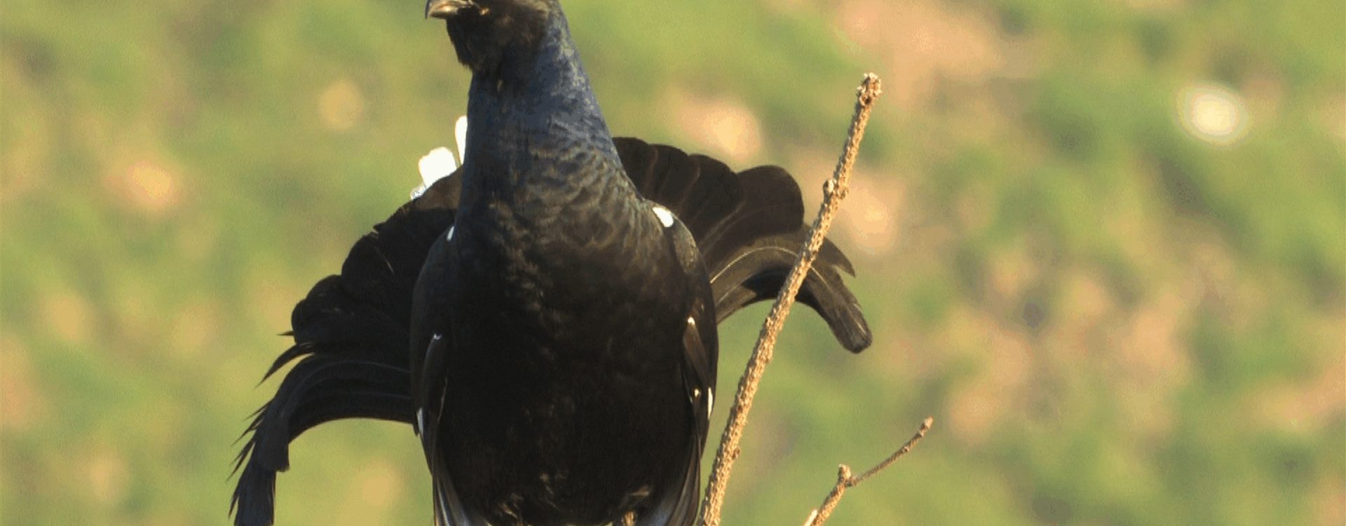 Gallo Forcello