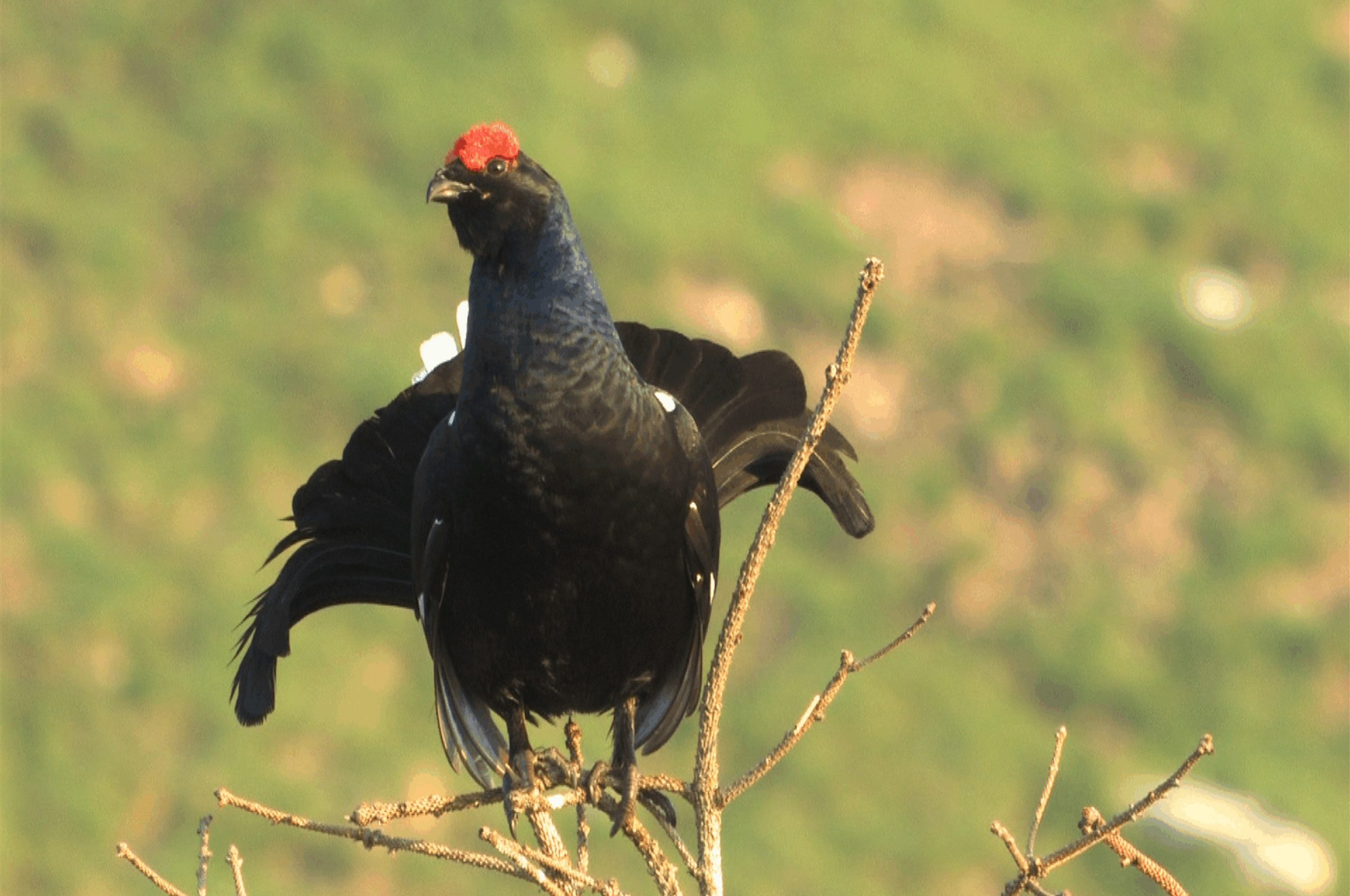 Gallo Forcello