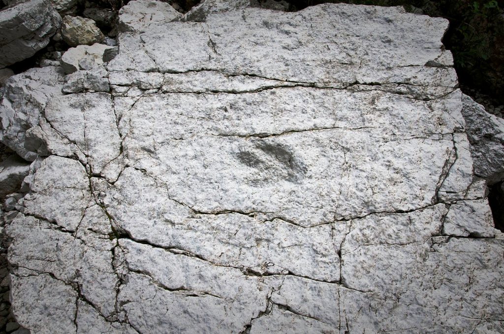 Impronte di dinosauro